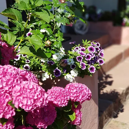 Oda ve Kahvaltı La Roseraie Sentheim