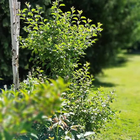 Alojamento de Acomodação e Pequeno-almoço La Roseraie Sentheim